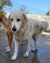 RIKU, Hund, Golden Retriever-Mix in Kroatien - Bild 5