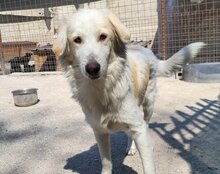 RIKU, Hund, Golden Retriever-Mix in Kroatien - Bild 6