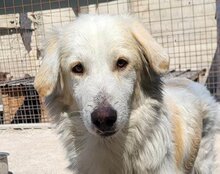 RIKU, Hund, Golden Retriever-Mix in Kroatien - Bild 8