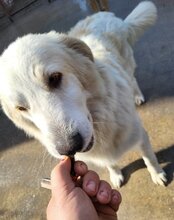 RIKU, Hund, Golden Retriever-Mix in Kroatien - Bild 9