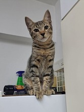 CHICO, Katze, Europäisch Kurzhaar in Zypern - Bild 2