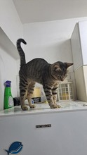 CHICO, Katze, Europäisch Kurzhaar in Zypern - Bild 3