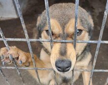 LIZZY, Hund, Mischlingshund in Kroatien - Bild 14