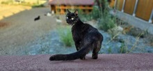 CLAUDIE, Katze, Europäisch Kurzhaar in Zypern - Bild 3