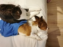 CICI, Hund, Mischlingshund in Olpe - Bild 2