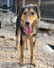 SAVANNAH, Hund, Mischlingshund in Kroatien - Bild 10