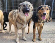 SAVANNAH, Hund, Mischlingshund in Kroatien - Bild 12