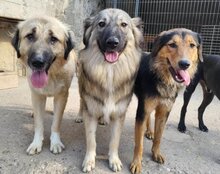 SAVANNAH, Hund, Mischlingshund in Kroatien - Bild 13