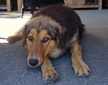 SAVANNAH, Hund, Mischlingshund in Kroatien - Bild 20