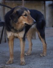 SAVANNAH, Hund, Mischlingshund in Kroatien - Bild 21