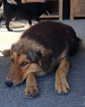 SAVANNAH, Hund, Mischlingshund in Kroatien - Bild 22