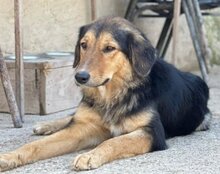 SAVANNAH, Hund, Mischlingshund in Kroatien - Bild 23