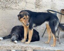 SAVANNAH, Hund, Mischlingshund in Kroatien - Bild 24