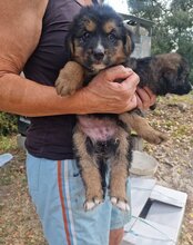 SAVANNAH, Hund, Mischlingshund in Kroatien - Bild 27