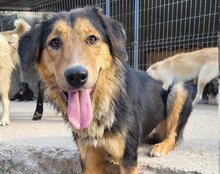 SAVANNAH, Hund, Mischlingshund in Kroatien - Bild 3