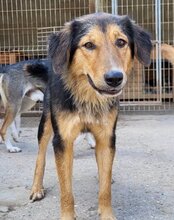 SAVANNAH, Hund, Mischlingshund in Kroatien - Bild 4