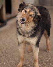 SAVANNAH, Hund, Mischlingshund in Kroatien - Bild 6