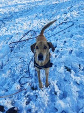 BONGO, Hund, Magyar Vizsla-Mix in Kroatien - Bild 2