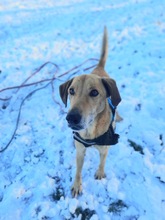 BONGO, Hund, Magyar Vizsla-Mix in Kroatien - Bild 3