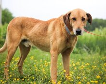 BONGO, Hund, Magyar Vizsla-Mix in Kroatien - Bild 6