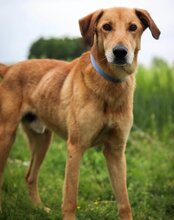 BONGO, Hund, Magyar Vizsla-Mix in Kroatien - Bild 9