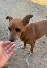 RATATOUILLE, Hund, Mischlingshund in Portugal - Bild 3