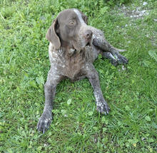 LORDREX, Hund, Deutsch Kurzhaar in Portugal - Bild 1