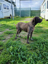 LORDREX, Hund, Deutsch Kurzhaar in Portugal - Bild 3