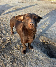 ERBSE, Hund, Mischlingshund in Portugal - Bild 1