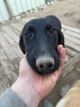 MERLIN, Hund, Mischlingshund in Portugal - Bild 1