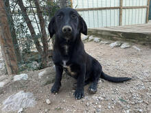 MERLIN, Hund, Mischlingshund in Portugal - Bild 3