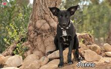 JANNA, Hund, Mischlingshund in Donzdorf - Bild 4