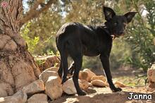 JANNA, Hund, Mischlingshund in Donzdorf - Bild 5