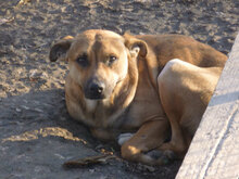 RIKI, Hund, Mischlingshund in Bulgarien - Bild 2