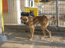 RIKI, Hund, Mischlingshund in Bulgarien - Bild 3