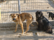 RIKI, Hund, Mischlingshund in Bulgarien - Bild 4