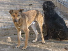 RIKI, Hund, Mischlingshund in Bulgarien - Bild 6