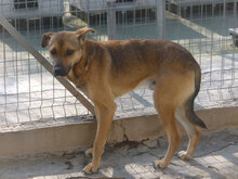 RIKI, Hund, Mischlingshund in Bulgarien - Bild 7