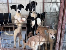 ZIVA, Hund, Mischlingshund in Rumänien - Bild 10