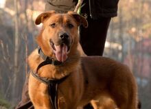 ROCKY, Hund, Mischlingshund in Slowakische Republik - Bild 1