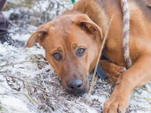 ROCKY, Hund, Mischlingshund in Slowakische Republik - Bild 10