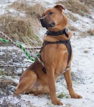 ROCKY, Hund, Mischlingshund in Slowakische Republik - Bild 11