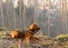 ROCKY, Hund, Mischlingshund in Slowakische Republik - Bild 12