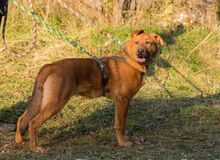 ROCKY, Hund, Mischlingshund in Slowakische Republik - Bild 2