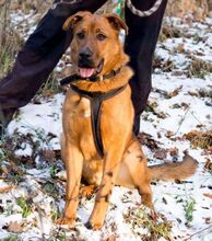 ROCKY, Hund, Mischlingshund in Slowakische Republik - Bild 3