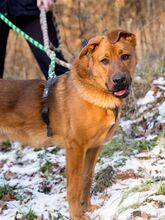 ROCKY, Hund, Mischlingshund in Slowakische Republik - Bild 4