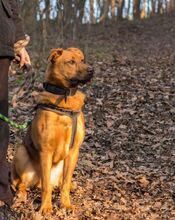 ROCKY, Hund, Mischlingshund in Slowakische Republik - Bild 5