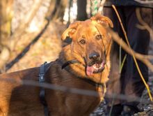 ROCKY, Hund, Mischlingshund in Slowakische Republik - Bild 6