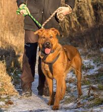 ROCKY, Hund, Mischlingshund in Slowakische Republik - Bild 7