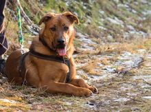 ROCKY, Hund, Mischlingshund in Slowakische Republik - Bild 8